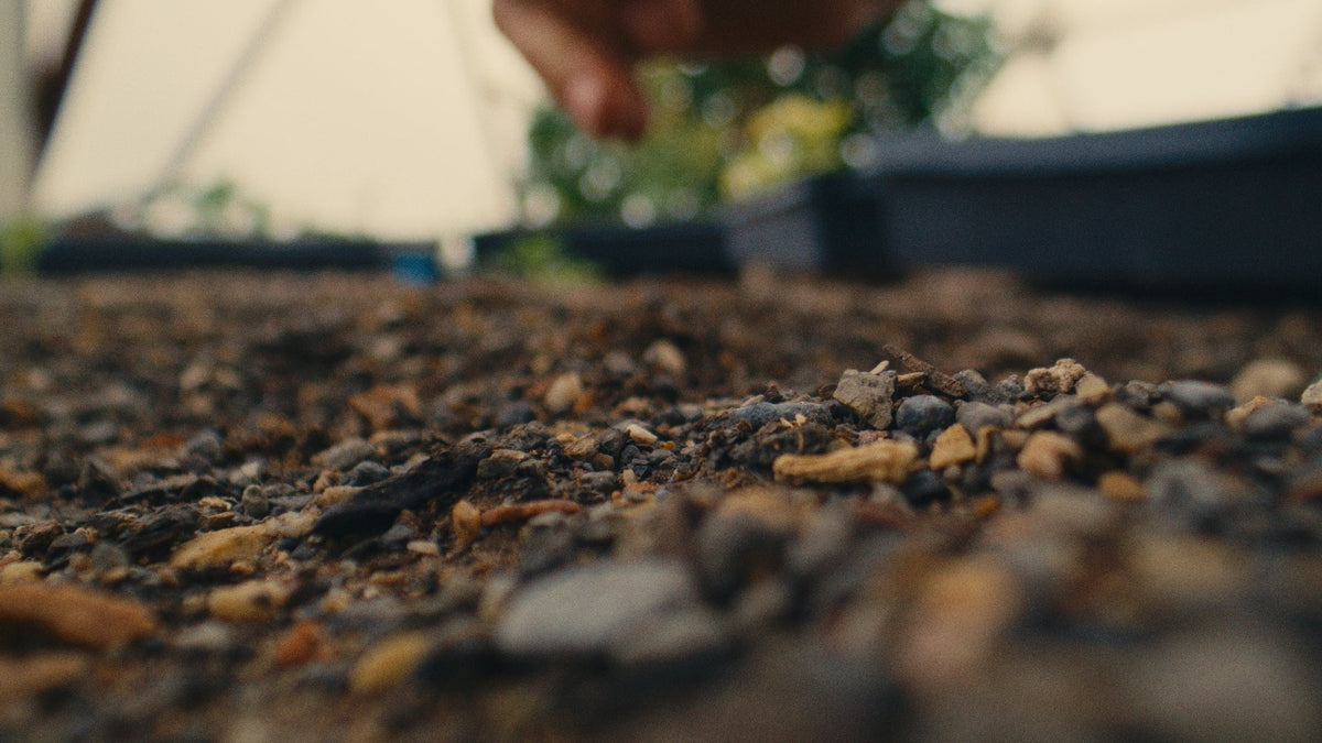 What the Soil Remembers