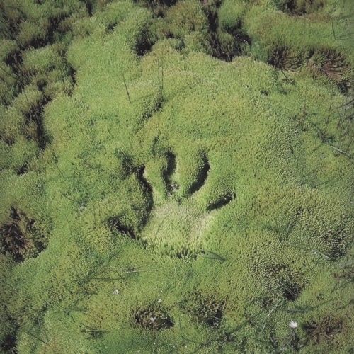 Zach Bush in the field